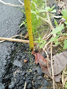Pembangunan Jalan Pasar Tanah Abang- Siku Disoal Warga, Begini Jelasnya