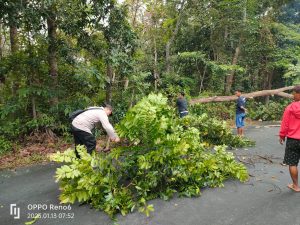 Kayu Roboh Tutupi Badan Jalan, Polsek Penukal Utara Turun Tangan