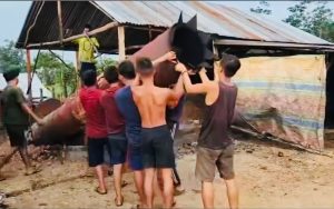 Luar Biasa Polsek Sanga Desa Polres Muba, Dalam Seminggu Upaya Persuasifnya, 19 Tungku Penyulingan Minyak Illegal dibongkar Secara Mandiri.