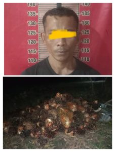 Terduga Pencuri Buah Sawit Berhasil Diamankan Petugas