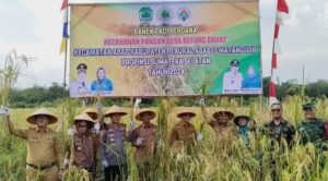 Panen Padi Perdana Ketahanan Pangan Desa Betung Barat, Ini Kata Bupati PALI