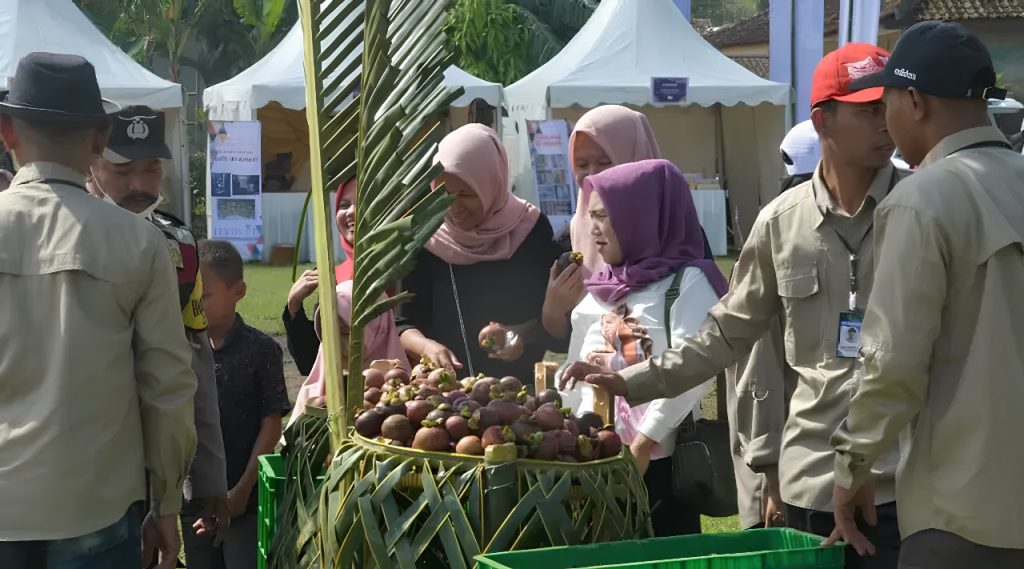Langkah Strategis Tingkatkan Kualitas, Pemkab Purwakarta Sertifikasi Ribuan Hektar Perkebunan Manggis
