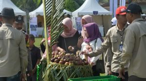 Langkah Strategis Tingkatkan Kualitas, Pemkab Purwakarta Sertifikasi Ribuan Hektar Perkebunan Manggis