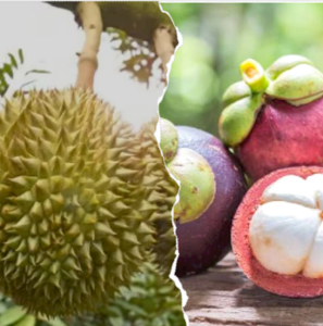 Sukses dengan Buah Manggis, Kini Pemkab Purwakarta Fokus Kembangkan Durian: 750 Hektar Lahan Siap Ditanami