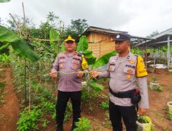 Polsek Talang Ubi Dorong Ketahanan Pangan dan Hijaukan Lingkungan Melalui Pemanfaatan Lahan Tidur