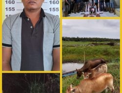 Diduga Curi Sapi, Petani di PALI Diamankan Unit Reskrim Polsek Penukal Abab 