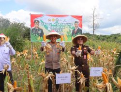 Polres PALI Gelar Panen Raya Jagung Tahap I: Wujud Sinergi dalam Mendukung Ketahanan Pangan Nasional