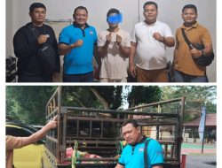 Tim Serigala Unit Reskrim Polsek Penukal Abab Berhasil Ungkap Kasus Pencurian Hewan Ternak 