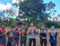 Polsek Talang Ubi Hadiri Acara Panen Jagung di Desa Karta Dewa, Begini Jelasnya 