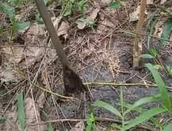 Pemilik Kebun Keluhkan Belum Adanya Tindakan Dari Pihak PT Pertamina zona 4 Adera Field Terkait limbah B3 yang Mencemari Kebunnya