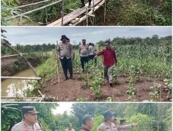 Wujudkan Ketahanan Pangan dan Sinergi TNI-Polri dengan Rakyat, Kapolres PALI Tinjau Lahan Tanam Jagung Serentak Nasional