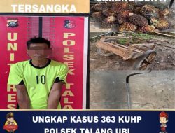 Polsek Talang Ubi Bekuk Pelaku Pencurian Sawit di PT. Surya Bumi Agro langgeng, Pelaku Diringkus Saat Beraksi, Satu Buron Masih Diburu
