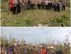Wujud Sinergi Polri dan Masyarakat Dukung Ketahanan Pangan Nasional, Polres PALI Hadiri Panen Jagung di Desa Sungai Baung