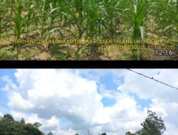 Monitoring Ketahanan Pangan Jagung di Kelurahan Talang Ubi Selatan, Ini Kata Kapolsek 