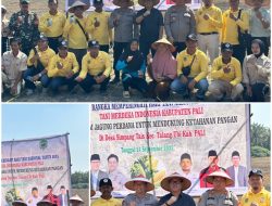 Semangat Petani Simpang Tais: Menanam Jagung, Merawat Harapan