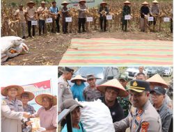 Wujud Dukung Ketahanan Pangan Nasional, Polres PALI Hadiri Panen Raya Jagung Serentak Kuartal III