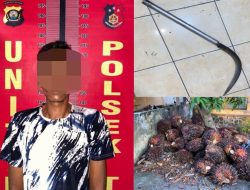 Polsek Talang Ubi Amankan Pencuri Sawit, Barang Bukti 39 Tandan Diamankan