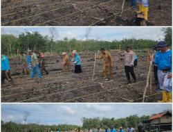 Gelar Penanaman Jagung Bersama Kecamatan Abab, Ini Kata Kapolsek 