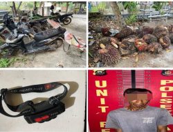 UNGKAP KASUS PENCURIAN SAWIT DI KEBUN PT. SURYABUMI AGROLANGGENG, INI KATA KAPOLSEK TALANG UBI BERHASIL