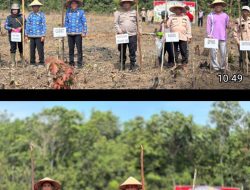 Polsek Talang Ubi Bersama Warga Benuang Gelar Penanaman Jagung Dukung Ketahanan Pangan