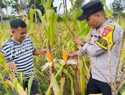 Pastikan Program Ketahanan Pangan Berjalan Optimal, Polsek Tanah Abang Cek Lahan Jagung Bumdes Bumi Ayu