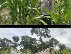 Polsek Tanah Abang Tekankan Transparansi Pengelolaan Dana Desa, Cek Lahan Jagung Ketahanan Pangan Desa Raja