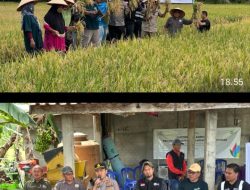 DUKUNG PROGRAM KETAHANAN PANGAN NASIONAL, PANEN RAYA SMARTFARM ACADEMY DI DESA MUARA SUNGAI