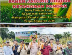Polsek Tanah Abang Tegaskan Komitmen Perkuat Ketahanan Pangan Nasional, Panen Jagung Hibrida di Tanjung Dalam