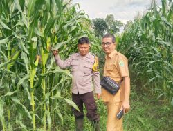 Tinjau Tanaman Jagung Ketahanan Pangan Bumdes Mangkunegara Timur, Ini kata Kapolsek Penukal Abab