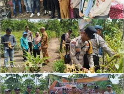 Wujud Dukung Ketahanan Pangan Nasional, Polsek Tanah Abang Hadir di Acara Panen Jagung Hibrida di Desa Harapan Jaya