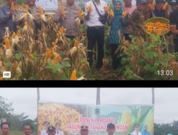 Polri Tegaskan Komitmen Dukung Ketahanan Pangan Nasional, Hadiri Panen Perdana Jagung di Desa Sungai Baung