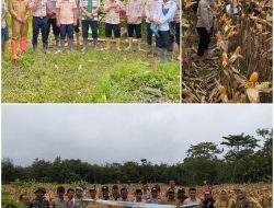 Panen Jagung Hibrida Digelar di Desa Pandan, Polsek Tanah Abang Dukung Ketahanan Pangan Nasional