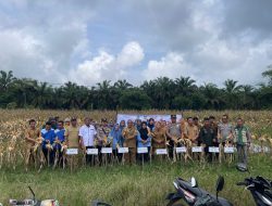 Dukung Ketahanan Pangan Nasional, Polsek Penukal Abab Panen Jagung Hibrida di Mangku Negara Timur
