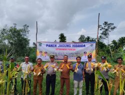Dukung Ketahanan Pangan Nasional, Polsek Penukal Abab Panen Jagung Hibrida di Mangku Negara Timur