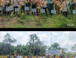 Dukung Ketahanan Pangan Nasional di Desa Gunung Menang, Polsek Penukal Abab Panen Jagung Hibrida