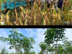 Polri Dukung Penuh Ketahanan Pangan Nasional, Panen Jagung Perdana di Desa Prabumenang