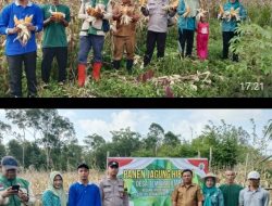 Wujud Sinergi Polri dan Masyarakat Dukung Ketahanan Pangan, Panen Jagung Perdana Desa Tempirai Utara