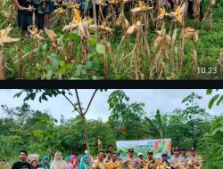 Jagung Hibrida Tumbuhkan Harapan Petani dan Ketahanan Pangan Desa Purun