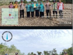2,5 HEKTAR JAGUNG DITANAM DI DESA LUBUK TAMPUI, POLSEK PENUKAL UTARA KAWAL KETAHANAN PANGAN
