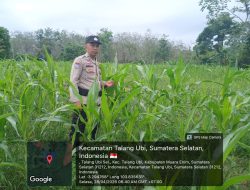 Perkuat Ketahanan Pangan, kapolsek Talang Ubi Monitoring Lahan Jagung Warga