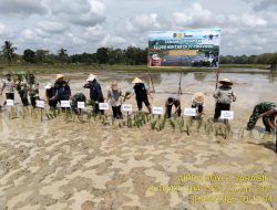 Sinergi Pusat dan Daerah, PALI Sukseskan Tanam Padi 50 Ribu Hektar