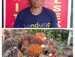 Polisi Ungkap Kasus Pencurian Sawit di PT Suryabumi Agrolanggeng, Satu Terduga Pelaku Berhasil Diamankan Petugas